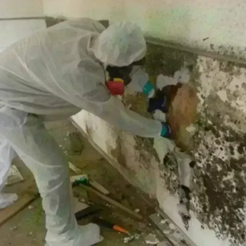 Mold Remediation and Removal in Moorcroft, WY